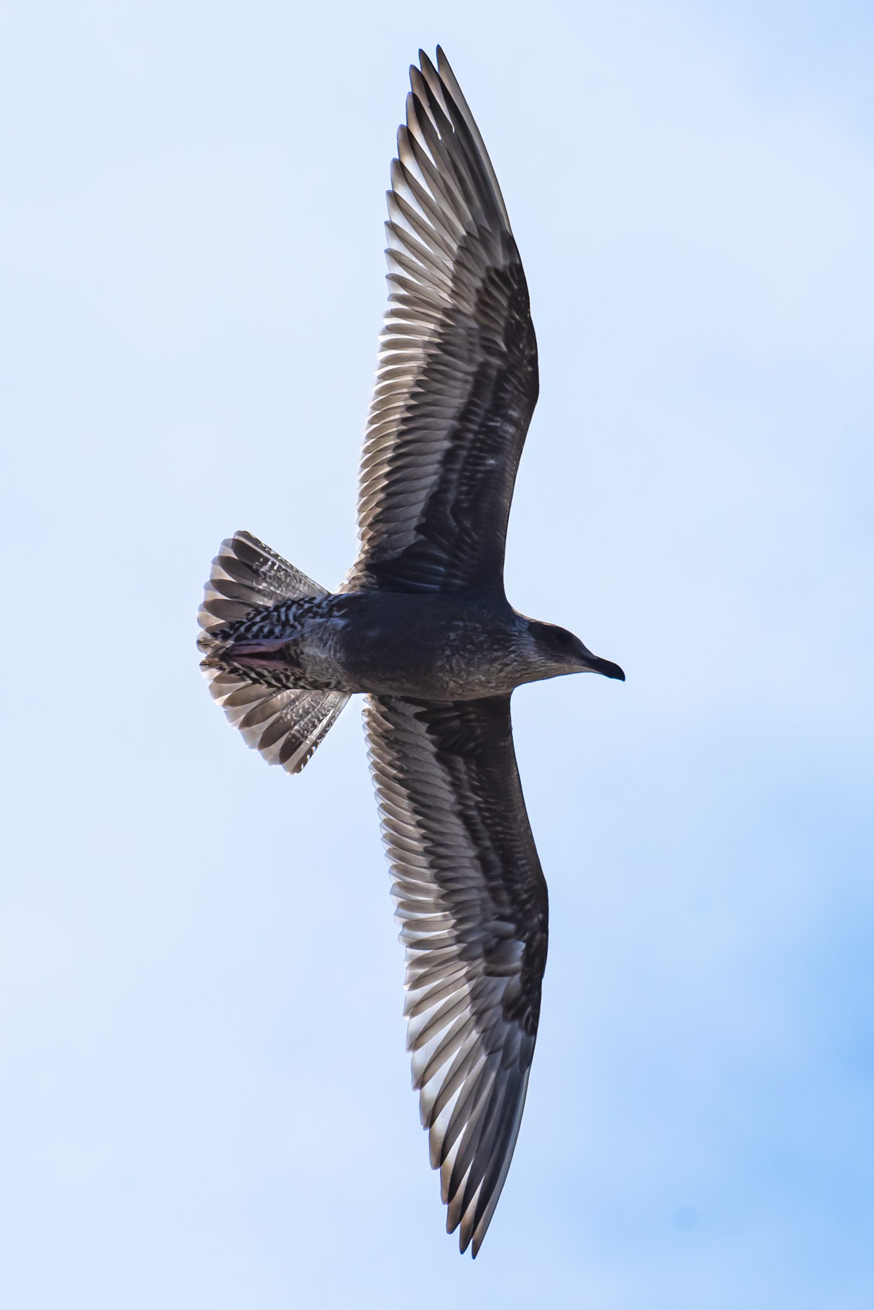 Gaviota con las alas abiertas volando vista desde abajo.